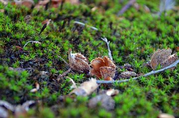 Beech nuts in the moss by Jaimy Buunk