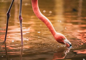 Roze flamingo aan het drinken in de ochtendzon van Vincent Keizer