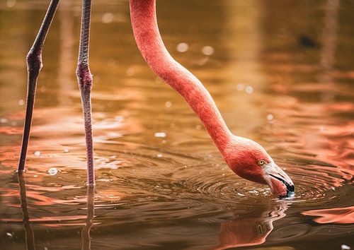 Roze flamingo aan het drinken in de ochtendzon
