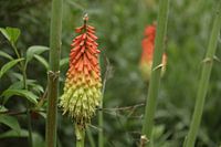 Vlinderhof | Natuur | Bloem | Roodgloeiende Pook