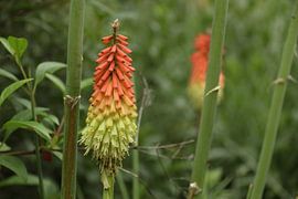 Fleur kniphofia uvaria - poker rougeoyant sur Claudia van Kuijk