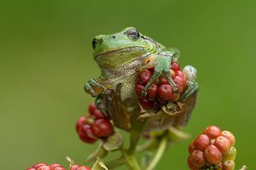 Grenouille arboricole sur mûres dans un buisson de mûres dans l'Achterhoek sur Jeroen Stel