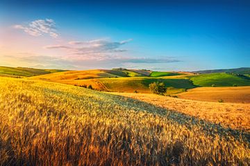 Toscane, glooiende heuvels en graanvelden. Santa Luce, Italië van Stefano Orazzini