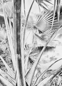 Palme schwarz-weiß, Polarisationsverarbeitung - Bonaire von Marly De Kok