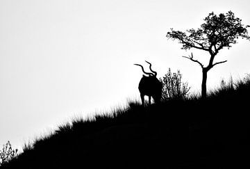 Silhouette d'un koudou dans le parc Kruger en Afrique du Sud sur Truus Hagen