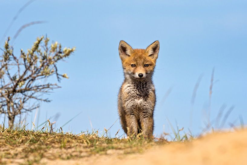 baby fox by gea strucks