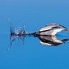 Blue Heron dives for fish by Inge van den Brande