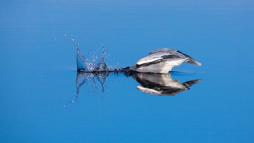 Blue Heron dives for fish by Inge van den Brande