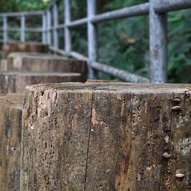 Wooden pillars on tree path by Minimalistic Travel Photography by.Rieneke