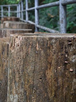 Houten pilaren op boompad