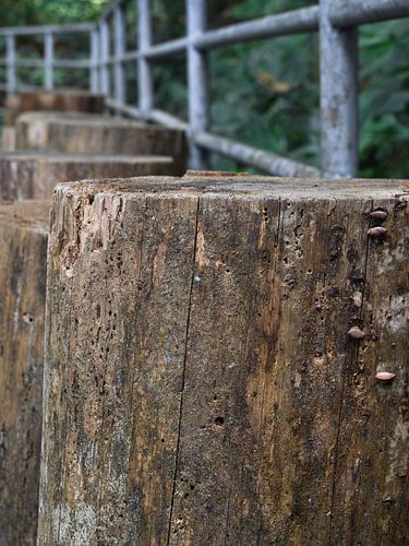 Piliers en bois sur une allée d'arbres