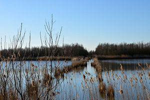 Une ceinture dans l'eau du Biesbosch
