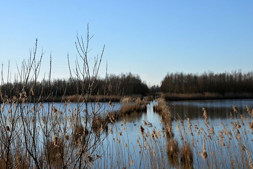 Beltway im Wasser des Biesbosch von FotoGraaGHanneke