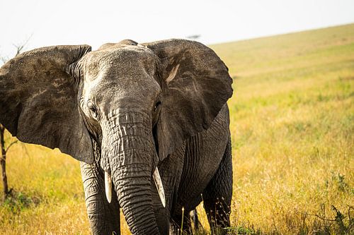 Majestic Giant of the Savannah