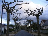 spookachtige bomen