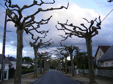 spookachtige bomen van Mirjam van Ginkel