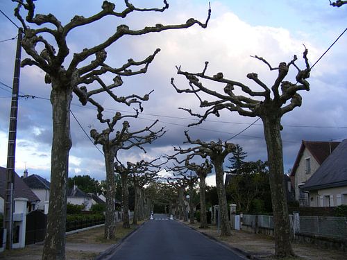 spookachtige bomen
