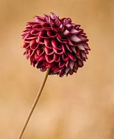 Dahlia