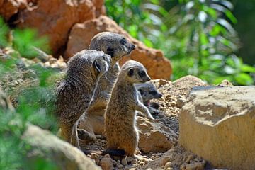 La nurserie des suricates sur Ingo Laue