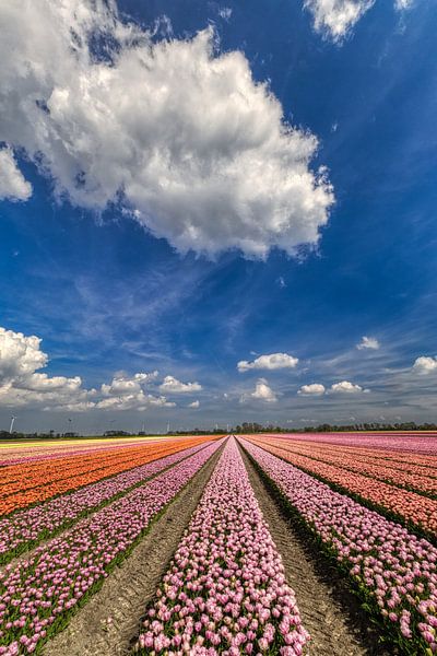 Dutch sky above the tulips in Aartswoud by peterheinspictures