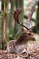 Fallow deer in the wood.