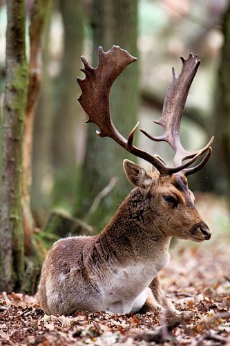 Damhert in het bos.