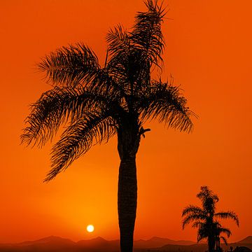 Coucher de soleil et un palmier