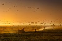 Der Zug der Wildgänse | De migratie van de wilde ganzen