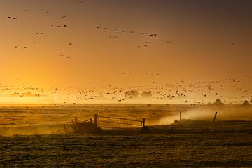 The migration of the wild geese by Dieter Ludorf