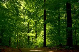 Eine Bank an einem Weg durch einen grünen Wald von Corinne Welp