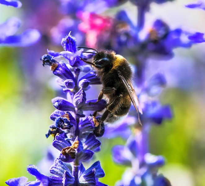 Macro of a ground bumblebee on a sage flower by ManfredFotos