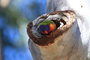 Rainbow Lorikeet, Queensland, Australie sur Frank Fichtmüller