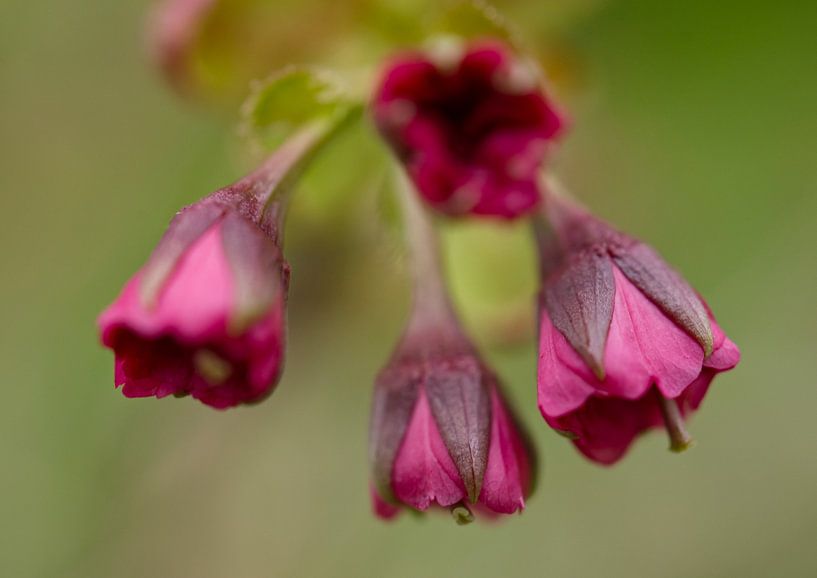 Magenta Kreppmyrte Blüte von Iris Holzer Richardson