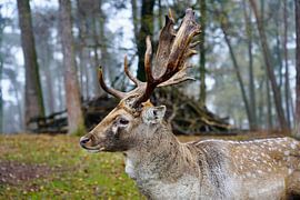 An impressive stag in the morning mist by HGU Foto