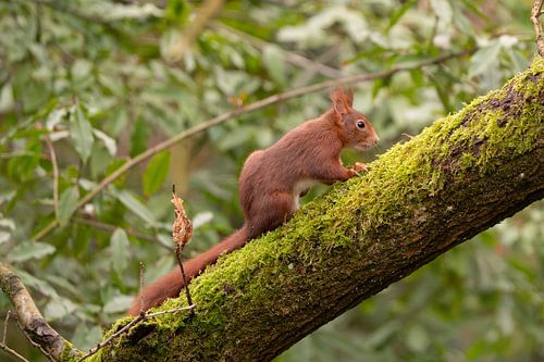 Écureuil en route vers le sommet