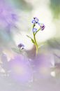 Don't forget me by Bob Daalder thumbnail