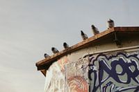 Pigeons sur un mur de graffitis à Bunkers del Carmel, Barcelone.