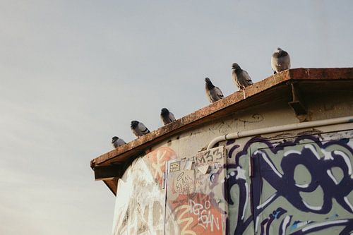 Pigeons sur un mur de graffitis à Bunkers del Carmel, Barcelone.