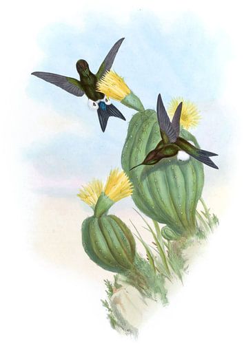 Olivfarbene Puff-Leg, John Gould