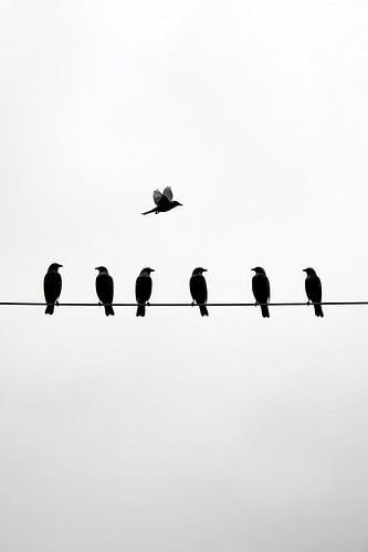 Vogels in de schaduw van de hemel