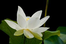 LOTUS BLOSSOM by Thomas Herzog