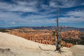 Bryce Canyon dead tree von Robert Dibbits