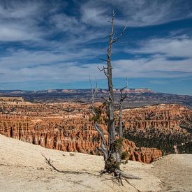 Bryce Canyon dead tree von Robert Dibbits