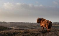 Scottish Highlander on the lookout