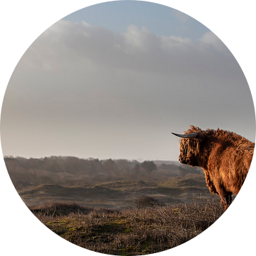 Stier Schotse hooglander op de uitkijk van Bas Ronteltap