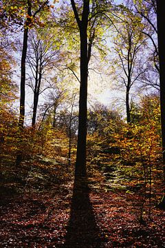 Een zonovergoten bos in de herfst van HGU Foto