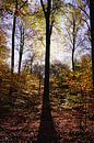 Een zonovergoten bos in de herfst van HGU Foto thumbnail