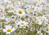 Margrietjes