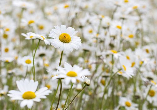 Margrietjes van Ina Bloemendal