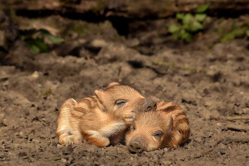 parc naturel friskies lelystad